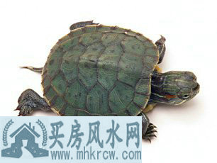 养龟需要掌握哪些风水常识